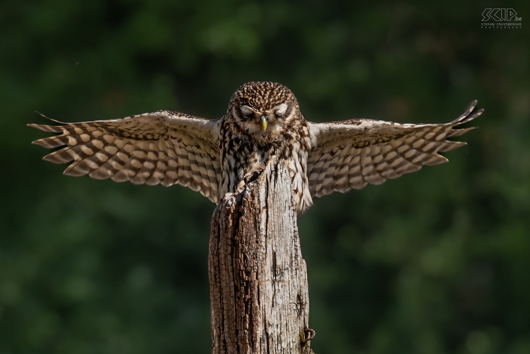 Steenuil Steenuil / Little owl ./ Athene noctua Stefan Cruysberghs